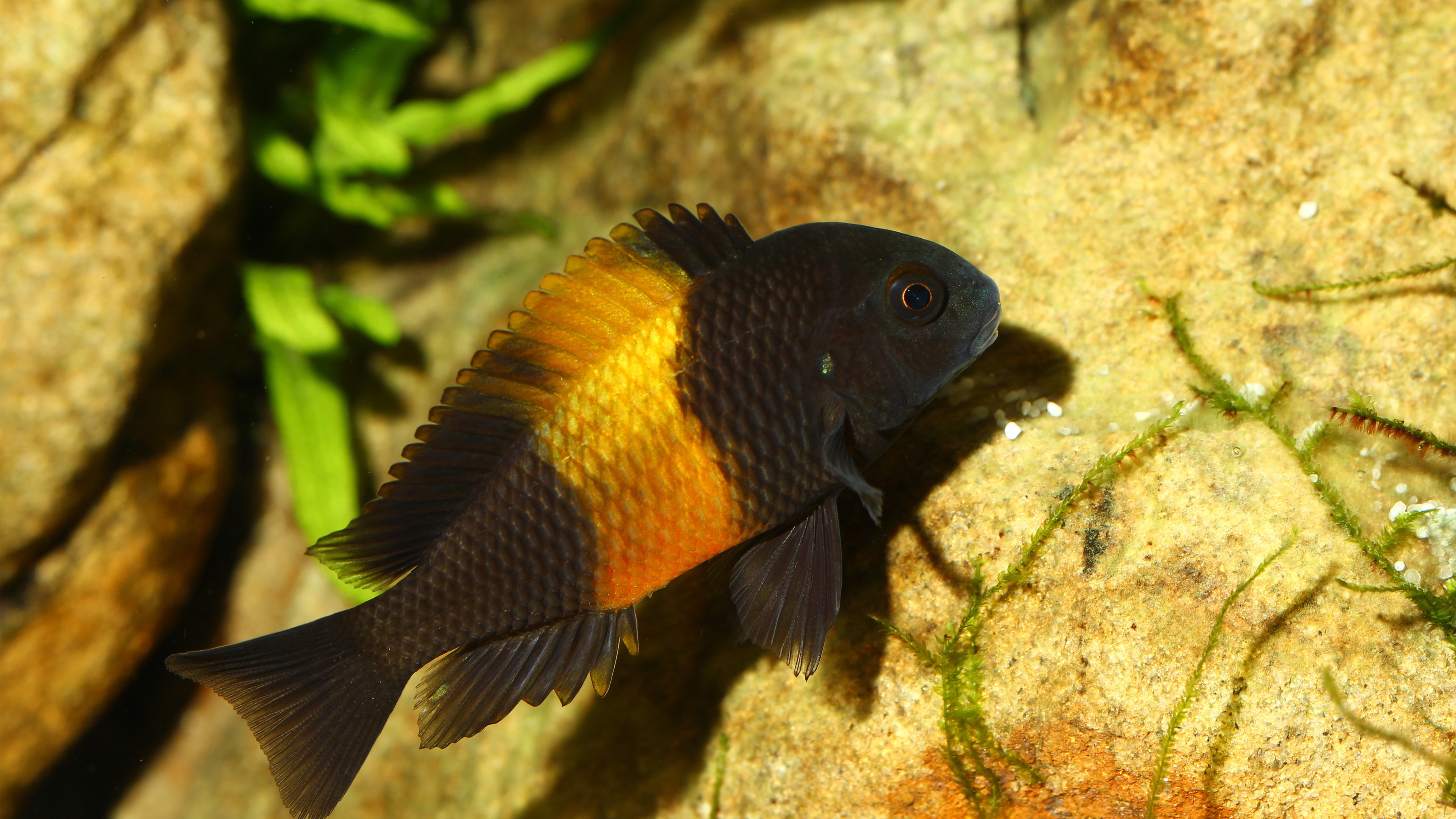 African Cichlid Fish Wallpapers Opensea