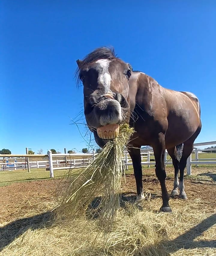 Horse Smile - Untitled Collection #3256859739 | OpenSea