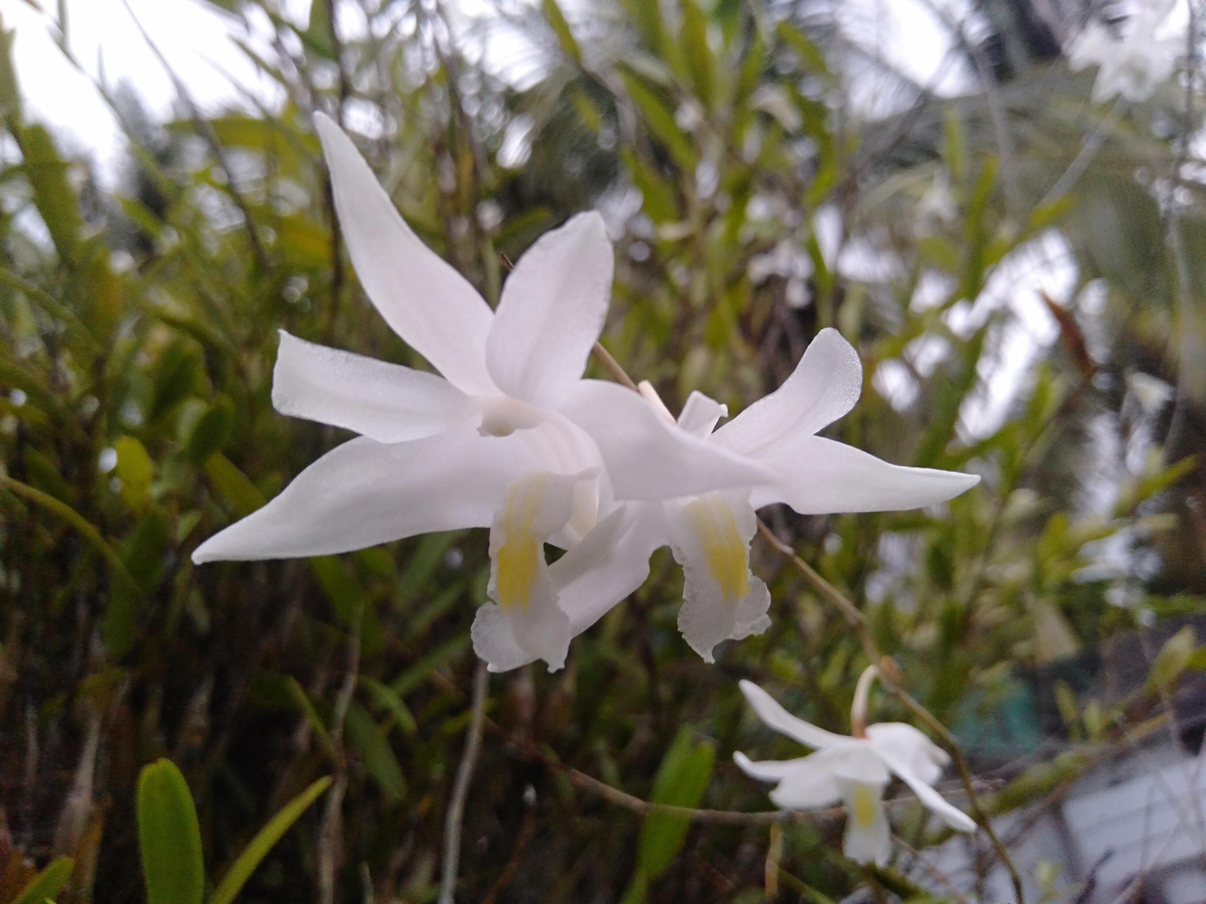 Bunga Anggrek Merpati 90 Bunga Cantik Is Beautiful Flower Opensea